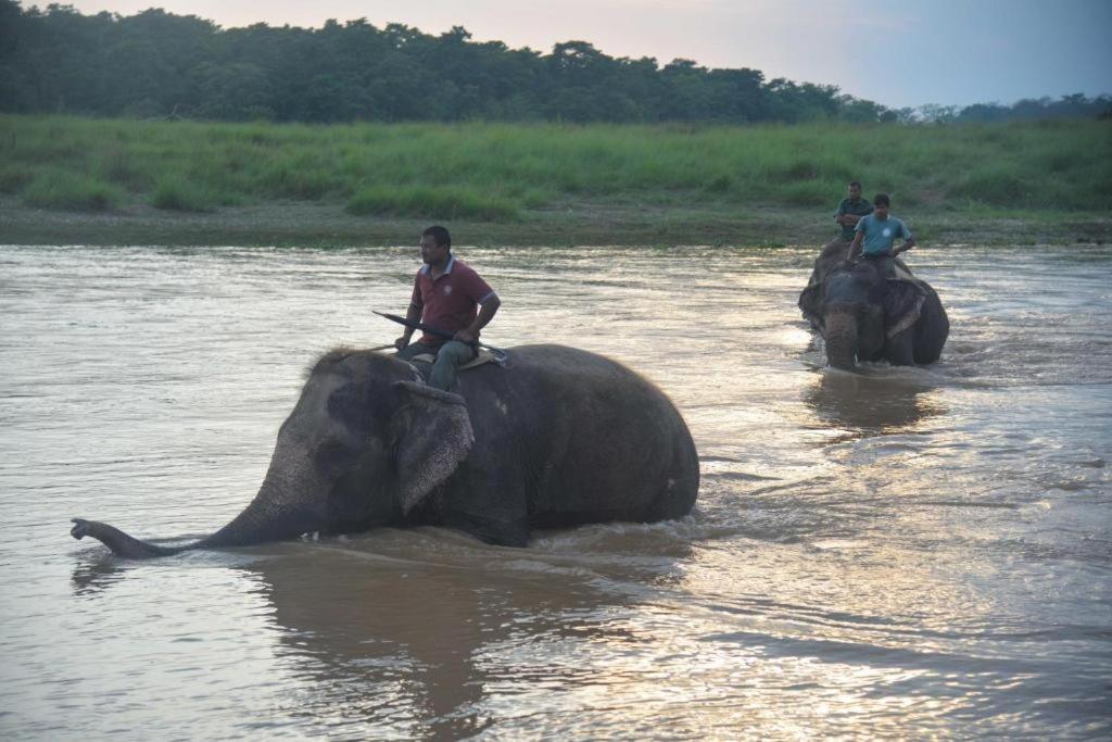 Hotel Greenland Safari Sauraha Extérieur photo